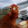 公鸡模拟器 V1.0 破解版