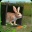 终极兔子模拟器 V1.03 安卓版
